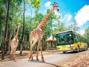 Cổng Vinwonders + Safari 1 Ngày + Buffet 350k