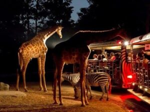 Cổng Vinwonders + Safari 2 Ngày + Buffet 350k