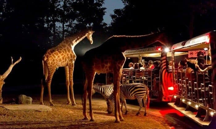 night_safari_3_1024x614-3807923-min