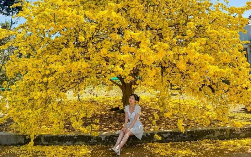 Du Lịch Theo Mùa Hoa: 12 Tháng - 12 Điểm Đến Đẹp Nhất Việt Nam