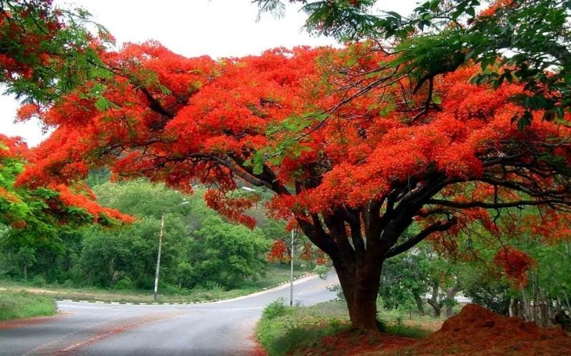 Du Lịch Theo Mùa Hoa: 12 Tháng - 12 Điểm Đến Đẹp Nhất Việt Nam