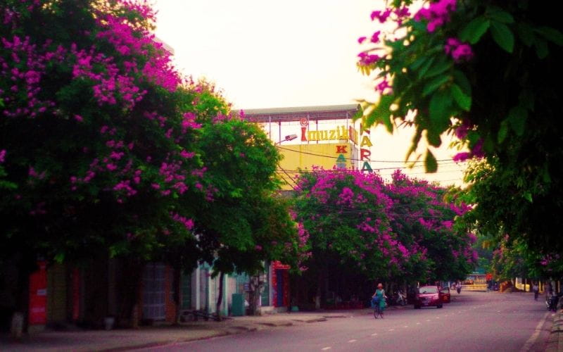 Du Lịch Theo Mùa Hoa: 12 Tháng - 12 Điểm Đến Đẹp Nhất Việt Nam