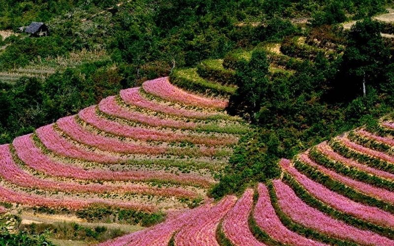 Du Lịch Theo Mùa Hoa: 12 Tháng - 12 Điểm Đến Đẹp Nhất Việt Nam