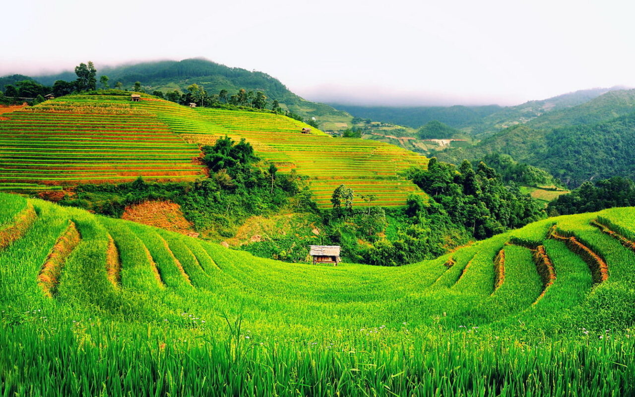 Tây Bắc Vào Mùa Đẹp Nhất: Những Cung Đường Mùa Vàng Và Biển Mây Đáng Trải Nghiệm
