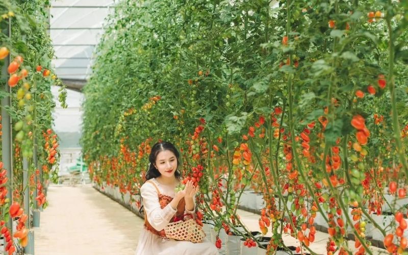 Du Lịch Canh Nông: Đi Để Trải Nghiệm