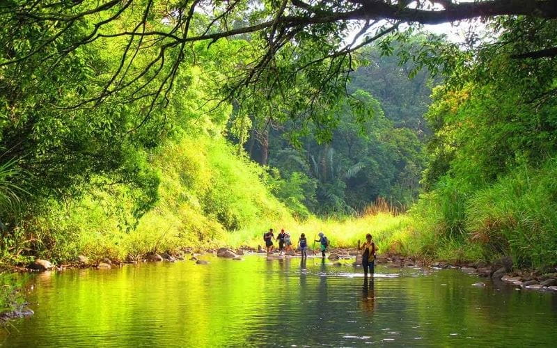 Vườn Quốc Gia Bù Gia Mập - Một Ngày Đi Giữa Màu Xanh Của Rừng