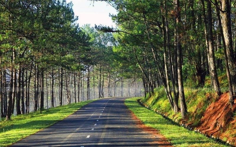 Đà Lạt Phiên Bản Hướng Nội: Tìm Những Góc Bình Yên Giữa Rừng Thông